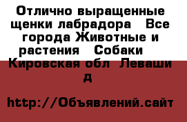 Отлично выращенные щенки лабрадора - Все города Животные и растения » Собаки   . Кировская обл.,Леваши д.